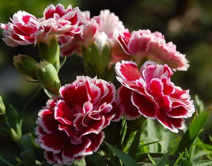 此花,一开就90天,花大色艳胜芍药,香气四溢 ,新手也能养爆盆