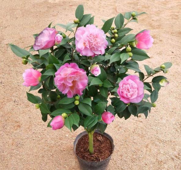 此款花卉号称“香香公主”,开花一茬接一茬,有个小阳台就能养