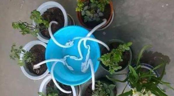 当家中没人时，用上几种无人补水的方法，不再担心花草干旱、枯萎