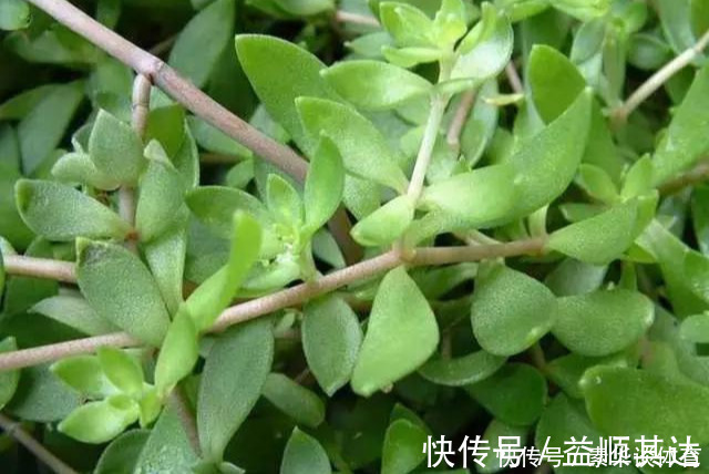 垂盆草|养花技巧6种花扔土里就能活，养死了算你厉害
