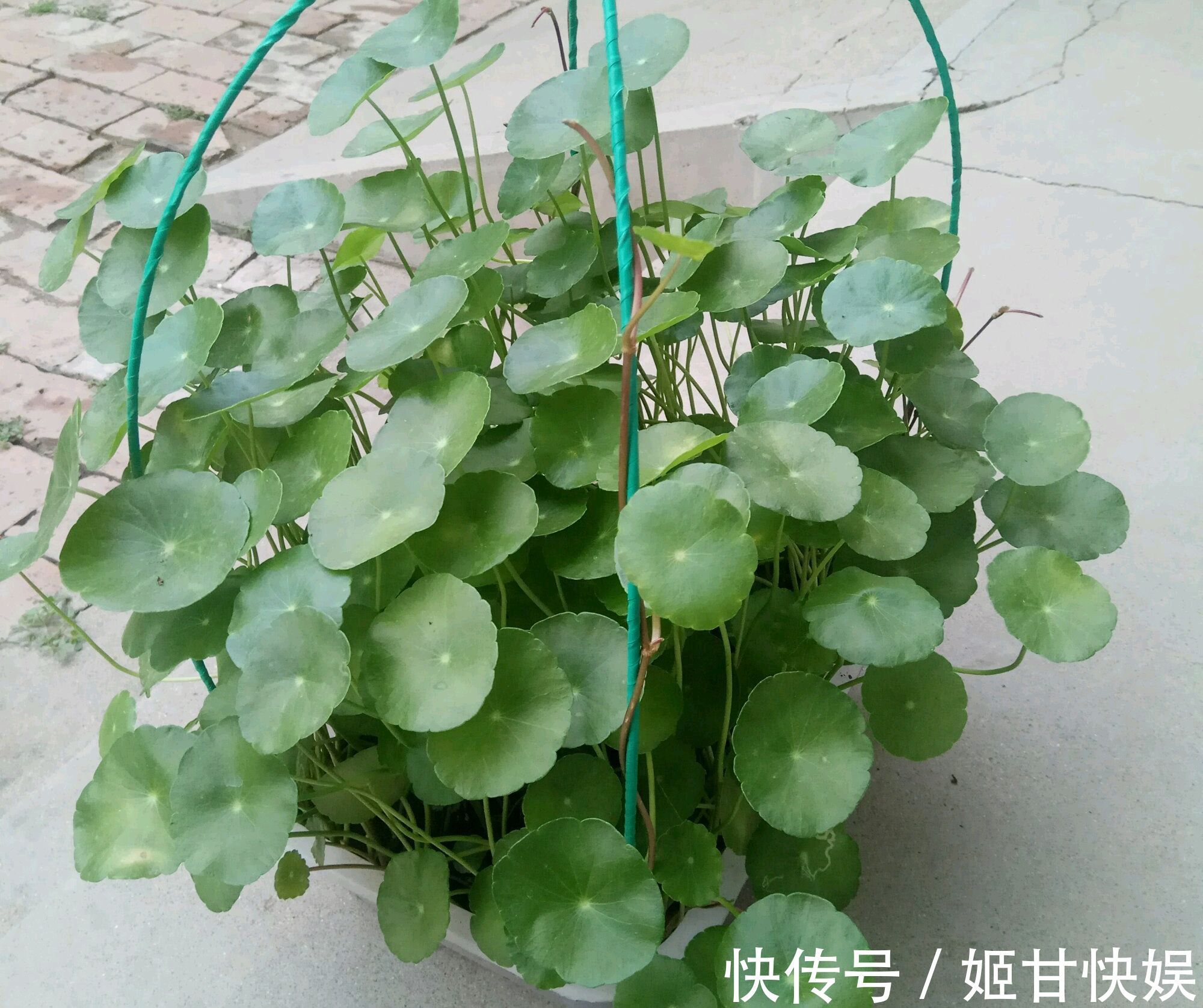 铜钱草又黄又乱糟糟的该怎么养剃头半土加半水，一个月再次爆盆