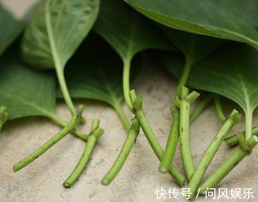 绣球花怎么扦插教你3个小妙招,扦插后不仅快速生根长势还旺盛