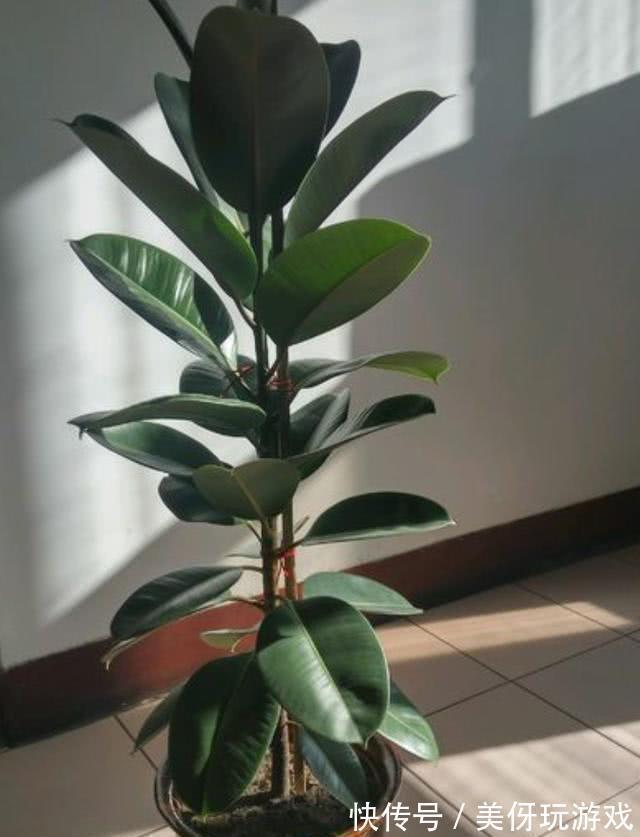 叶片|9种养不死的花,绿萝只能排最后,再养不活就剁手吧