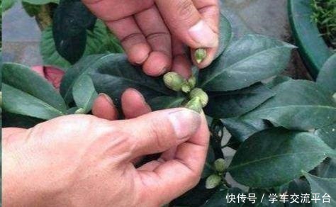 茶花生长,四季有“规律”,秋天这样养,花苞巴掌大,砰砰开大花!