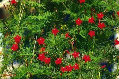 想让阳台变成绿瀑布,那就赶快养上这种爬蔓花