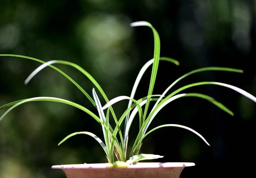 矿泉水|夏天兰花不好养?这4个坑不要再踩了,新手兰友都做过