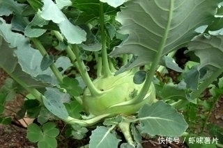 鸡蛋花汤|农村野菜宝贝,治乳腺炎、蛇咬伤、解毒祛风、滋阴润肺,你吃过吗