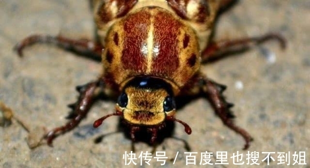 食物|如果营养价值比牛奶高4倍,是蟑螂产的“奶”,你敢尝试吗?