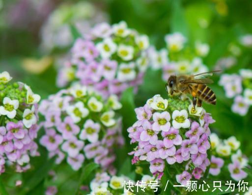 肥料小常识，对症下药别乱搞