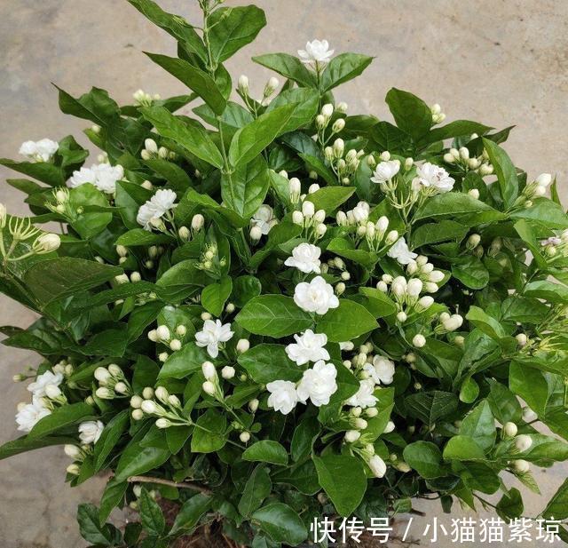 小技巧|茉莉花期的管理，三个小技巧，让茉莉花开的更久