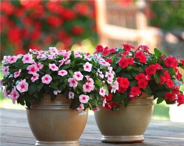 号称开花机器,一开就是300天,插土里就能活,阳台变花海