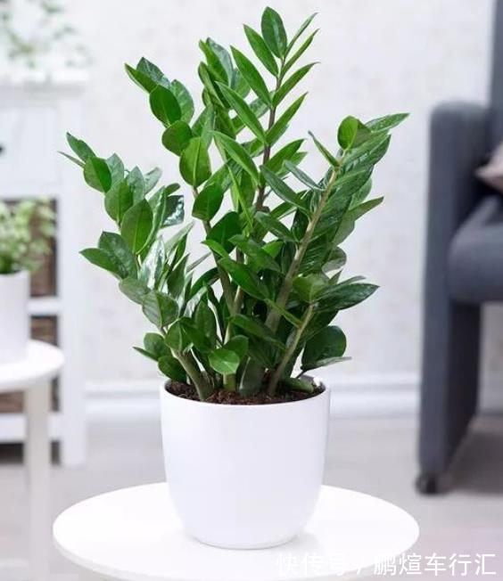 仙人掌|4种霸气侧漏的“丑绿植”,四季油绿寓意好,是家庭盆栽佳品