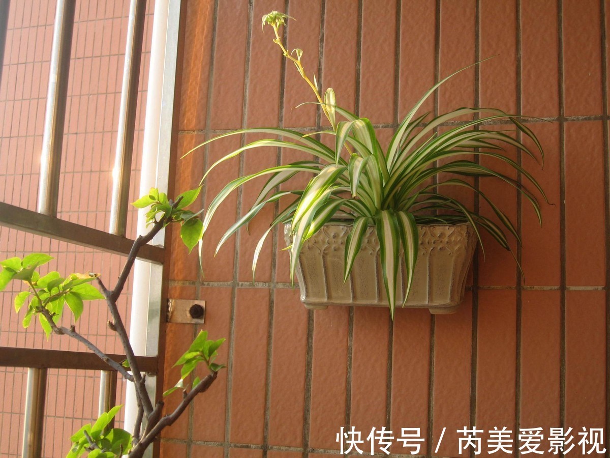 油画|养花光养吊兰就够了，这“5样”一个赛一个美，漂亮又好打理
