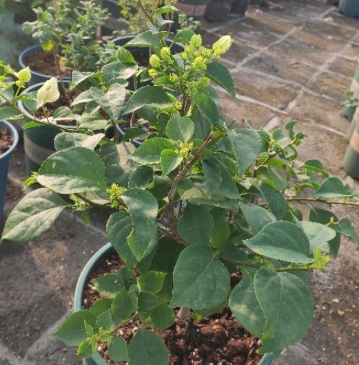 一树多色的三角梅,你养了吗