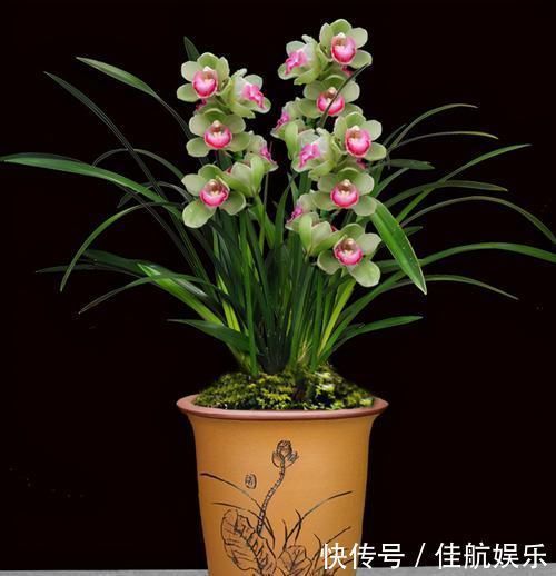 此兰花开双色，香气浓郁，花量极多，一杆能开十几朵，值得珍藏