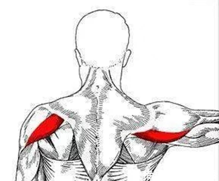 三角肌|增肌打造完美背部,3个动作,增强倒三角,练出“圣诞树”