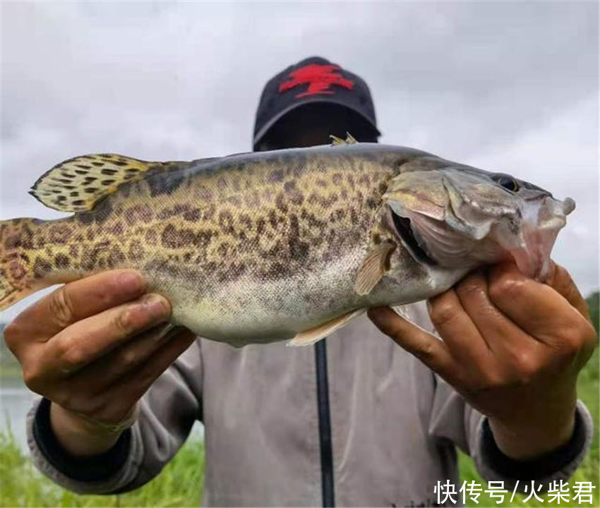 广西|广西野生鳜鱼泛滥?有钓友两小时钓了一桶,有人羡慕也有人恼怒