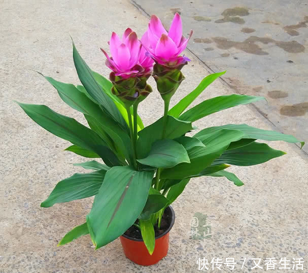姜荷花|“姜”开花如此美丽!一个小盆种出来,扔花盆就活,漂亮又好养