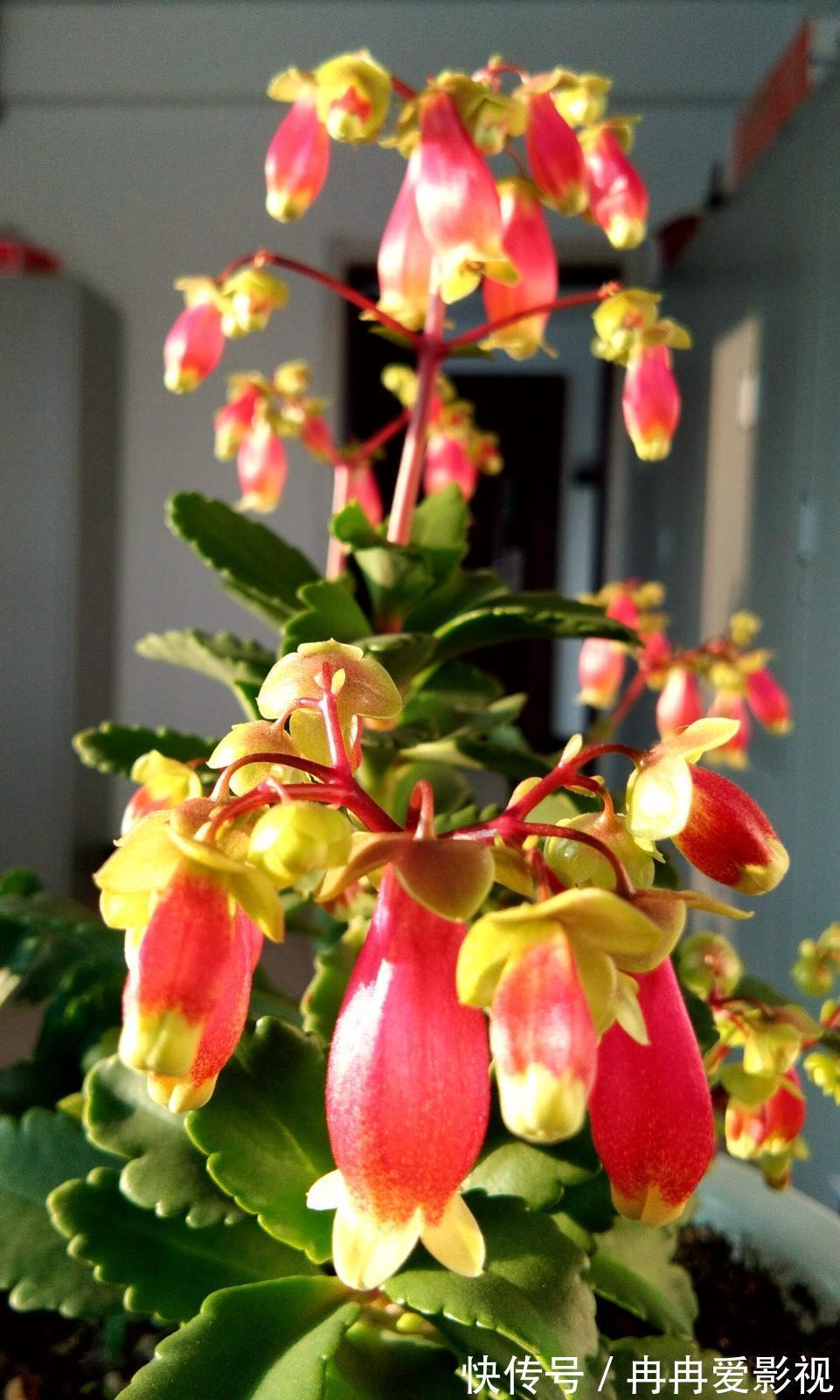 秋季养花大合集，30种花，你想要的我全有！