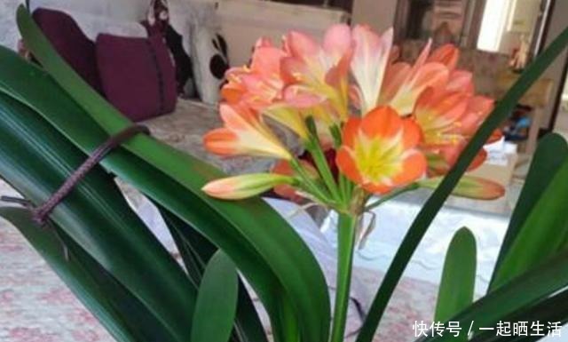 夏天用这几个方法养君子兰,叶绿根壮好度夏,再也不说它难养!