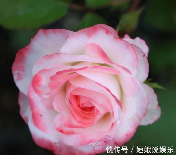 微型|这9种微型的月季花各有各的特点,你喜欢哪一种