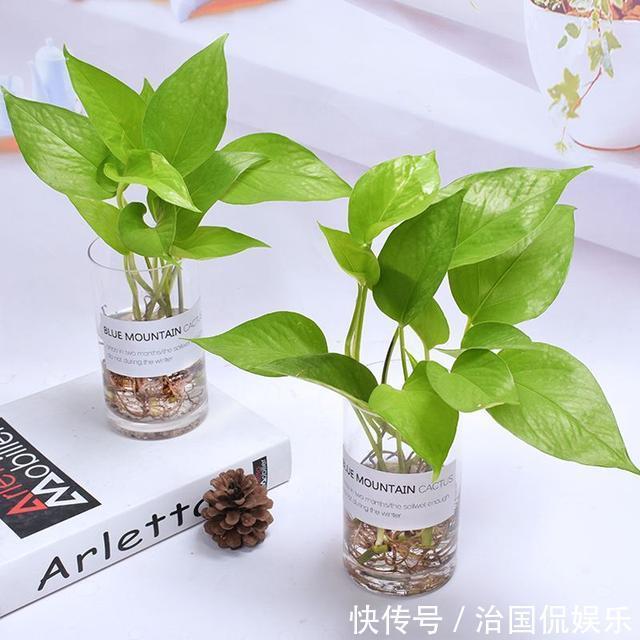 浇花|再好养的花，也不能这么浇水，正确方法要知道！