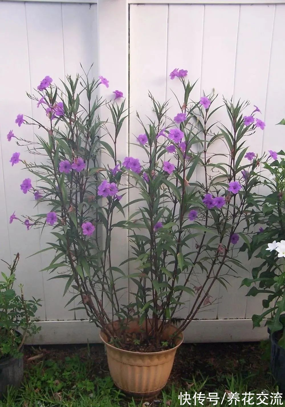 花量极其丰富的翠芦莉,适合在院子里种一片,也能养成盆栽