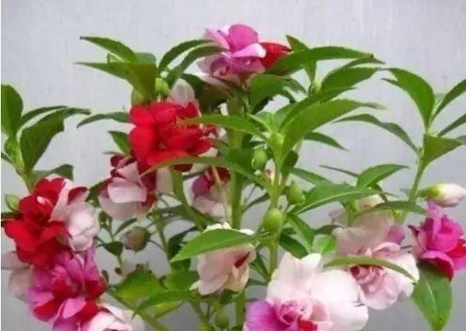 公认最美的3种花,谁见了都喜欢,好养又漂亮,烂漫迷人眼