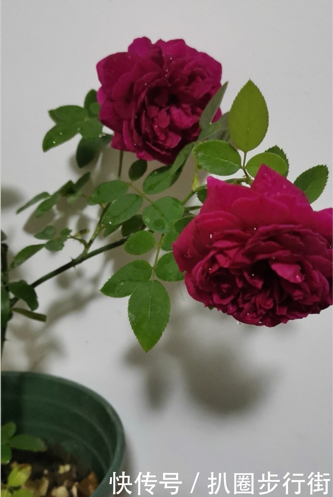 你的那些盆栽月季长得如何?