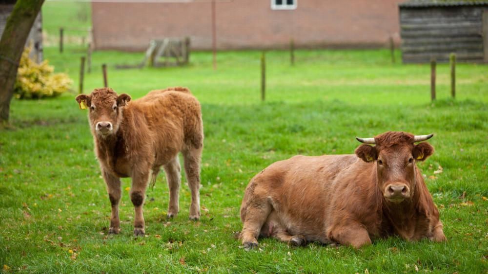 农村|农村俗语“公牛不上床,快找绿大娘”什么意思?为何还有人相信?