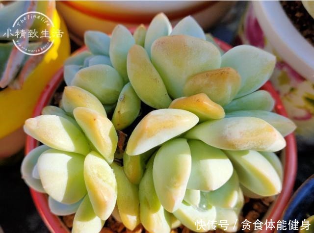 控养多肉有前提,3要4不要不能反,错了变瘦,对了肥美!