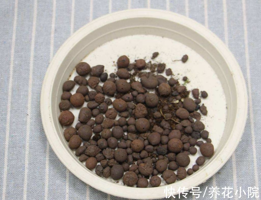 花盆下面填一层“颗粒”,疏松透气不积水,根系生长健壮