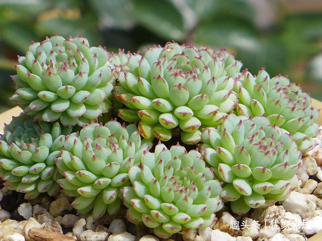 公认的叶插能力很强的10种多肉，新手放心养，轻松变成多肉大户