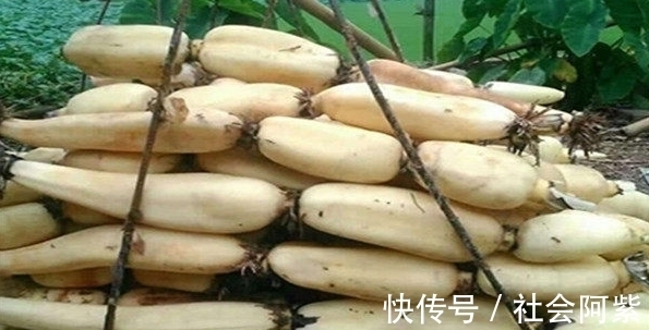 口感|买莲藕怎么区分“脆”和“糯”?卖菜大叔教我的方法,1招搞定