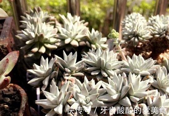 仙女杯的养殖方法和注意事项,做好这些基础,植株健康生长旺盛