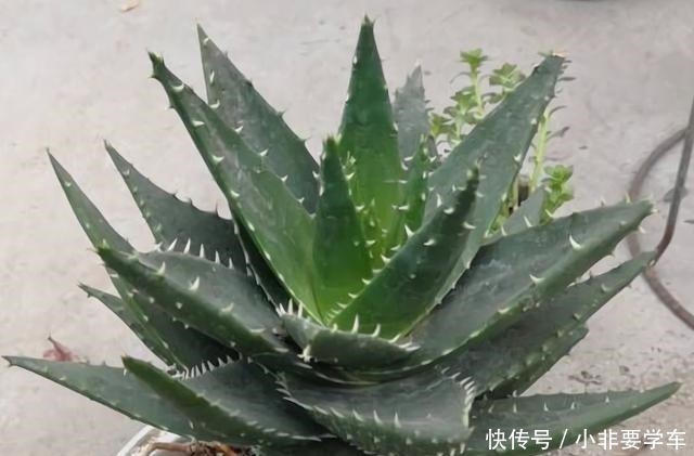 种花|3种花是“植物氧吧”，卧室养几盆，晚上造氧气，空气清新睡觉香！