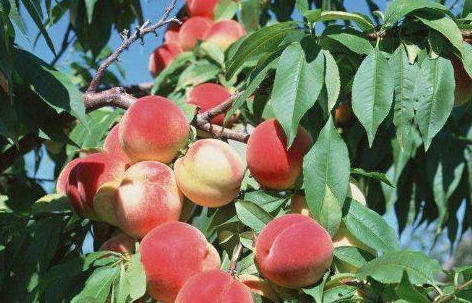 紫甘蓝|聪明的人喜欢吃三种食物，美容养生、延缓衰老，好处多多！