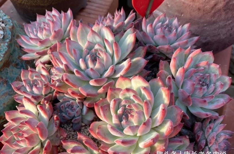 菲欧娜|不爱长杆子的多肉？试试这10个品种，我养好多年了它们还是没长高