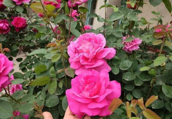 月季养成“传家宝”，就靠几个“要诀”，无病无灾开成“大牡丹”