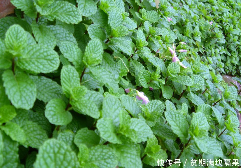 家里空气不好,几养“4款”盆栽花,净化空气点缀房间