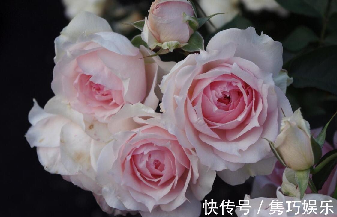 很冷门，但很好看的10款月季，与众不同最配你