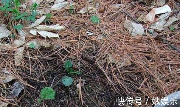 酸性|养杜鹃、茶花,不长新叶不开花,学会1招,年年开花,花开满盆!