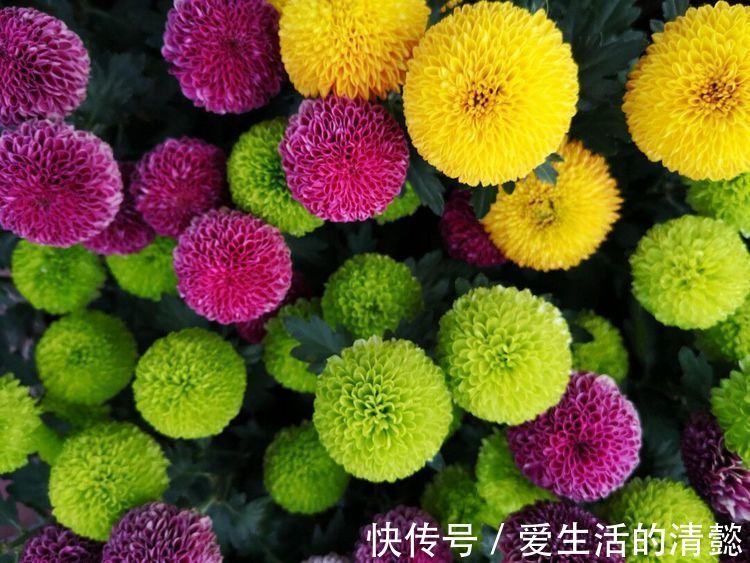 菊花|一花一世界,观赏性强且漂亮至极,家庭盆栽选择首选的几种花草