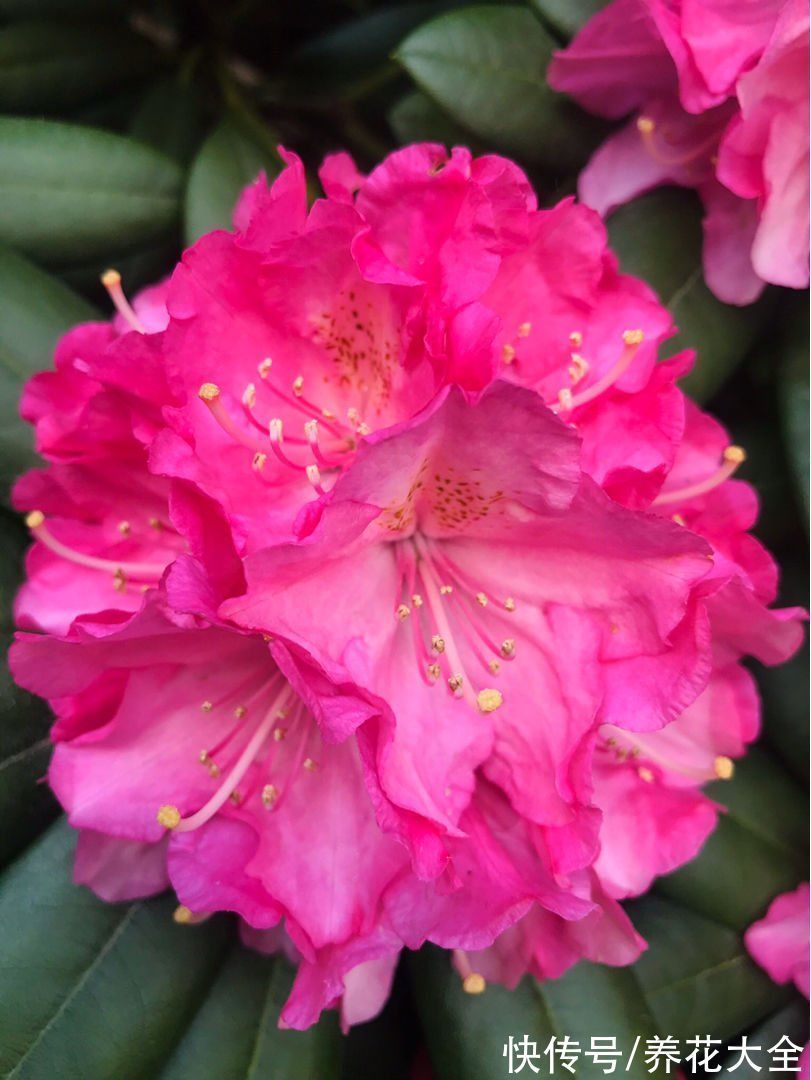 宝莲灯|6种“昂贵花”,工薪族一般都舍不得买,只能刷刷图片解馋