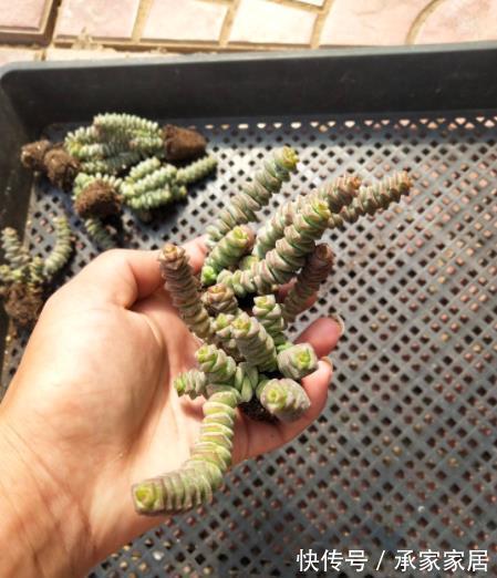 推荐8款寓意好的植物,客厅养一盆,皮实好养还有好兆头