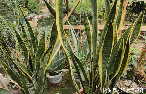 叶片|养虎皮兰有“4忌”,难怪不爆侧芽,了解掌握长势旺