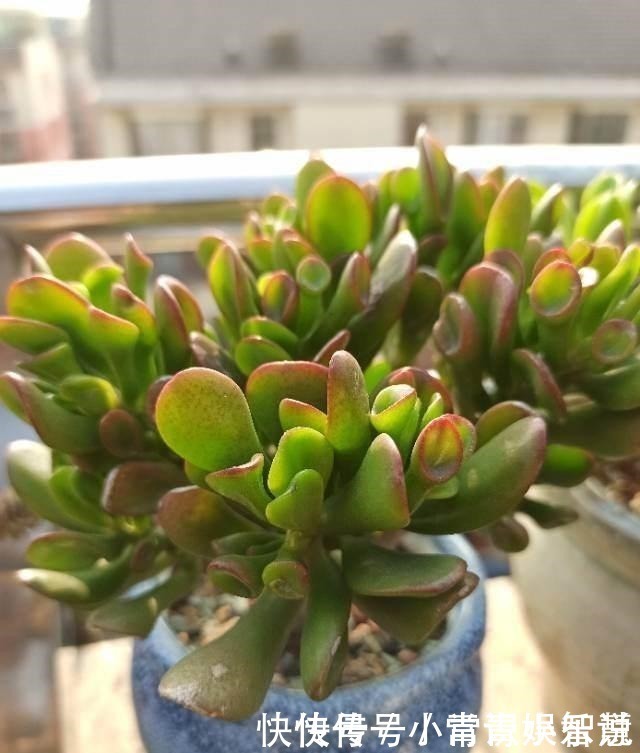 养护|家里养盆“吸财树”,好运财运都吸来,养得越久福气越深!