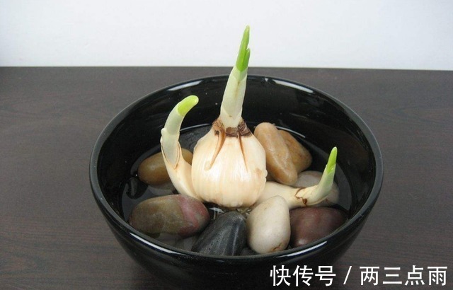 多肉|这4种花天生就是“穷命”,住不了大花盆,喝不了太多水,很好养