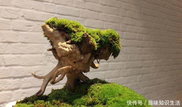 论水的重要性!盆景放苔藓该怎么浇水!