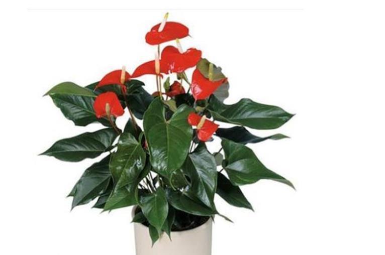 五种花一年到头开不停，四季天天有花看，叶美开花更漂亮